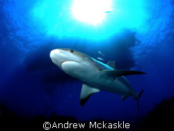 Who's eyeballing who / caribbean reef shark by Andrew Mckaskle 